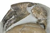 Miocene Fossil Crab (Tumidocarcinus) - New Zealand #186060-3